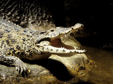 Cuban Crocodile, Bronx Zoo, NY