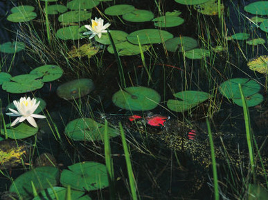 A Cuban Crocodile Lurks Almost Concealed Among Water Lily Pads and Blossoms
