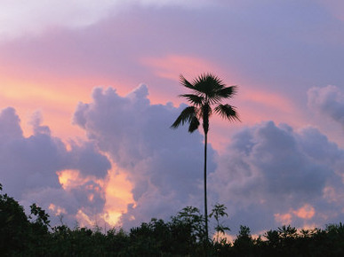 A Palm Tree Silhouetted against a Colorful Cuban Sunset