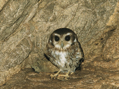 A Cuban Screech Owl, Gymnoglaux Lawrencii, Standing against a Rock