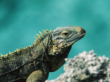 A Cuban Iguana, Cyclura Nubila, Rest on a Shoreside Rock