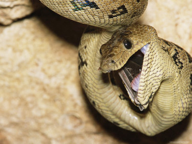 A Close View of a Cuban Boa Constrictor Swallowing a Bat