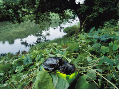 The Skull of an Extinct Cuban Monkey Lying on Vegetation Near Water