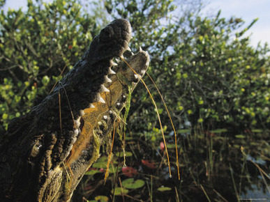A Close View of the Tooth-Filled Mouth of a Cuban Crocodile