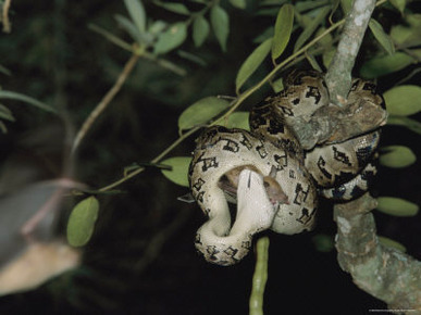 A Cuban Boa Swallows a Bat it Caught Near a Cave Entrance