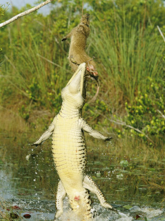 A Cuban Crocodile Leaps from Water to Grab a Hutia Set out as Bait