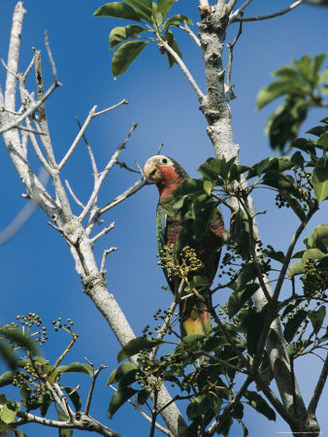 A Colorful Cuban Parrot, Amazona Leucocephala, Sits in a Tree Top