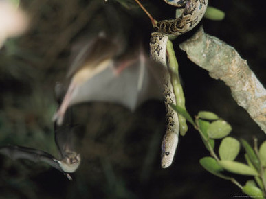 A Cuban Boa Dangles Waiting for a Passing Meal of Bat