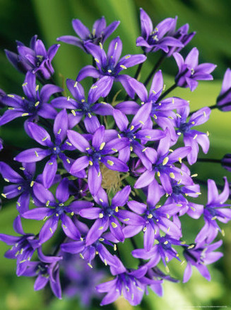 Scilla Peruviana (Cuban Lily), Evergreen Bulbous Perennial