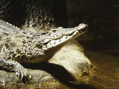 Cuban Crocodile, Bronx Zoo, NY