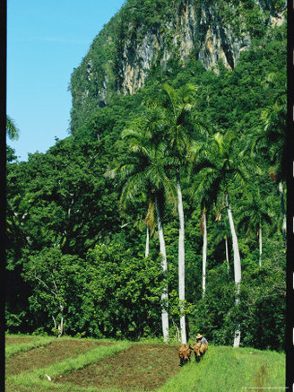 Cuban Farmer Plowing a Field with Oxen in a Tropical Setting