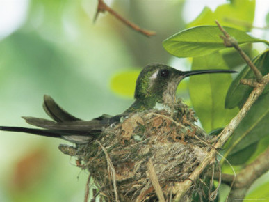 Cuban Emerald Hummingbird Sitting on It's Nest