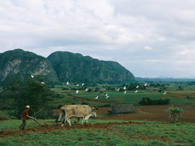 Egrets Fly About as a Cuban Man Plows a Field with a Team of Oxen