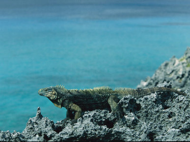 Cuban Iguana, Cyclura Nubila, Rests on a Seaside Rock