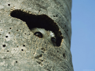 Cuban Screech Owl Peers Out From a Nest in a Rotted Palm Tree