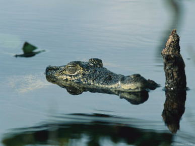 Submerged Cuban Crocodile Holding It's Head Above Water