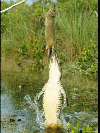 Rare Cuban Crocodile Leaps From the Water For a Bait Meal of Hutia