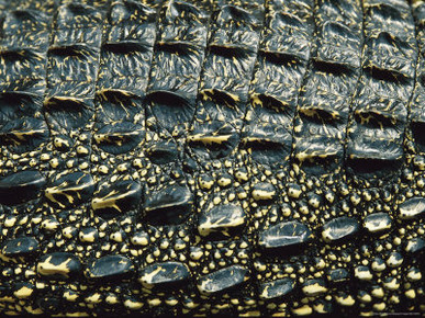 Close View of the Dorsal Skin and Scales of a Cuban Crocodile