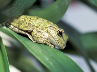 Cuban Tree Frog, Florida, USA