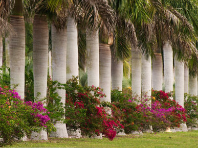 Row of Stately Cuban Royal Palms, Bougainvilleas Flowers, Miami, Florida, USA