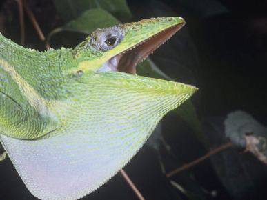 Defensive Posture of the Cuban Anole, Anolis Equestris, Cuba