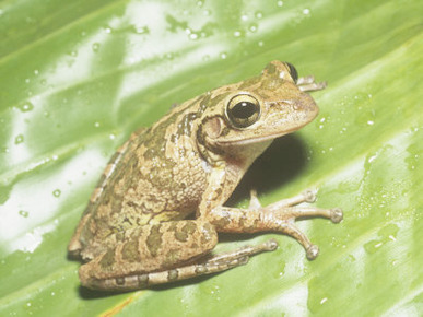 Cuban Treefrog, Osteopilus Septentrionalis, Cuba and an Introduced Species in Florida, USA