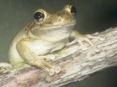 Cuban Treefrog, Osteopilus Septentrionalis, Cuba and an Introduced Species in Florida, USA