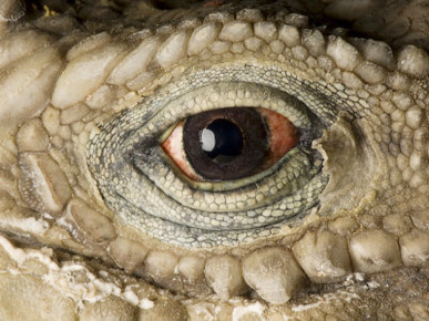 Cuban Iguana, Cyclura Nubila