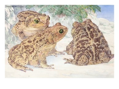 A View of the Patterned Cuban Toads.